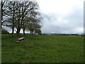 Grazing near Lounthwaite 