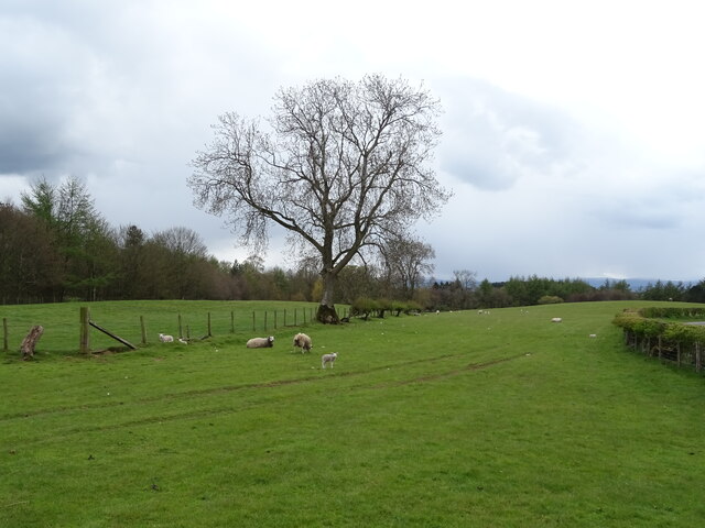 Sheep grazing, Milburn