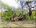 TQ1973 : Newly fallen oak, Barn Wood, Richmond Park (1) by Stefan Czapski