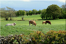 H5171 : Cattle grazing, Cloghfin by Kenneth  Allen