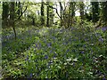 Bluebells in Hutcliffe Wood