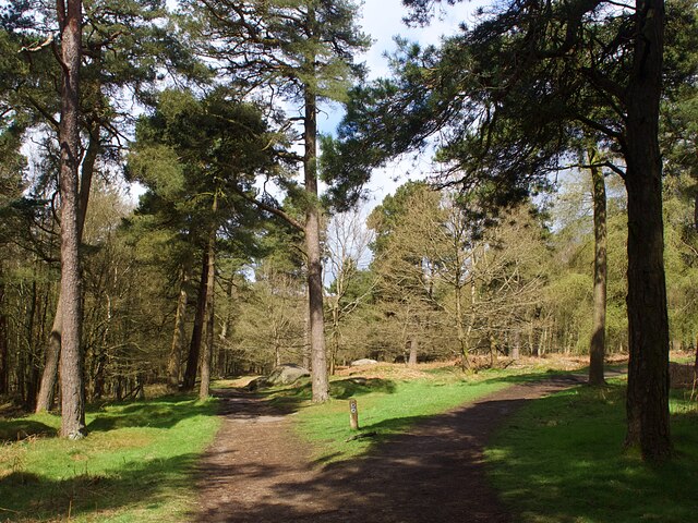 Path junction in Longshaw woodland
