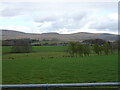 Grazing off the B6259 near Warcop