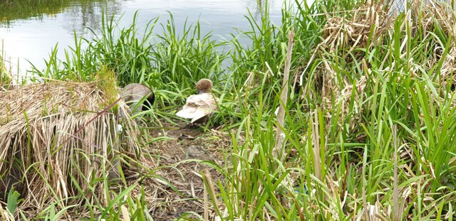 Ducks at Wildlife Pond in Oakwood Park, London N14