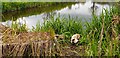 TQ2995 : Ducks at Wildlife Pond in Oakwood Park, London N14 by Christine Matthews