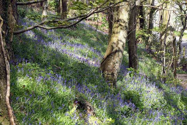 Bluebell glade in Pant Da Wood