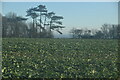 Field of crops