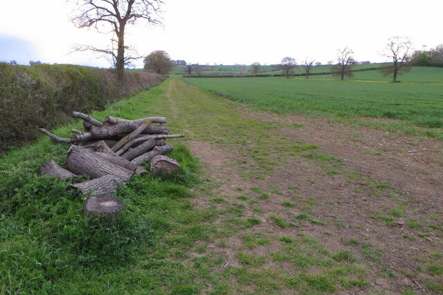 Chopped tree on the footpath to East Haddon