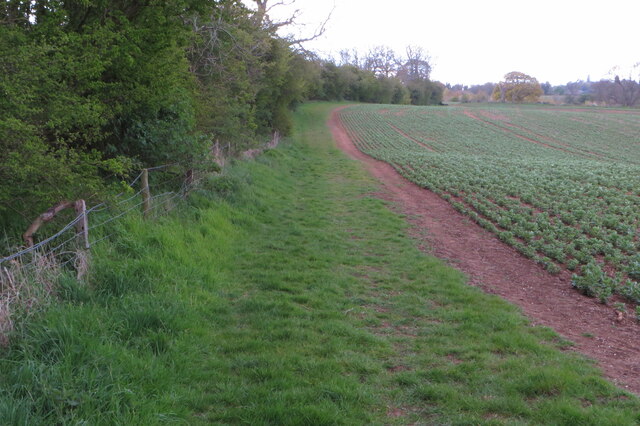 Woodland by the footpath to East Haddon