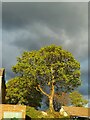 Sunlit tree against a dark sky