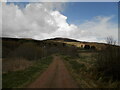 A track from forest walk near Abriachan.