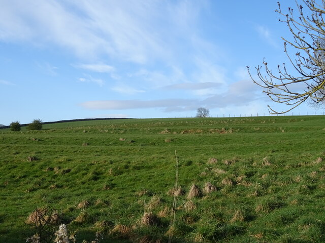 Hillside grazing near Waitby