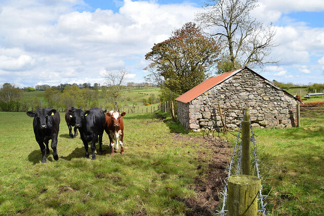 Cattle, Bancran