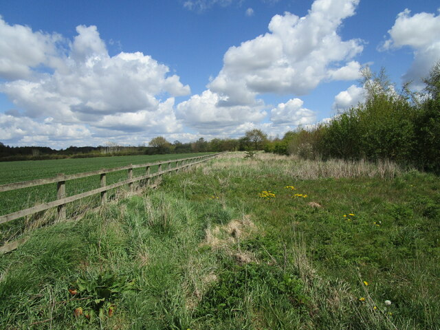 Woodland edge near Normanton le Heath