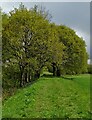 The path to Eskholme, near Sykehouse