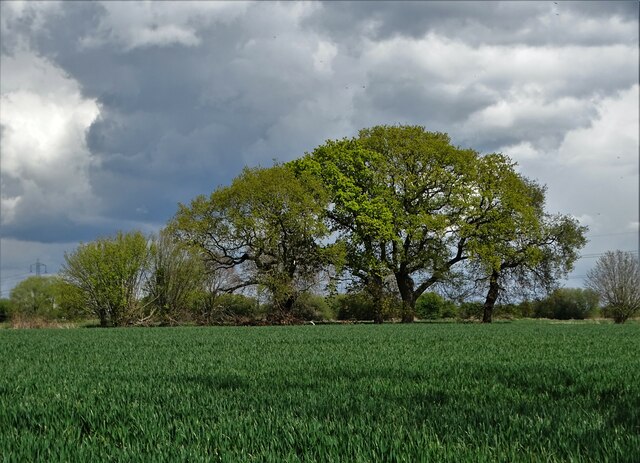 Trees near Crow Croft Lane, Pollington