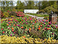 NS3478 : Tulips, Geilston Garden by Richard Sutcliffe