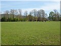 Cattle in a field