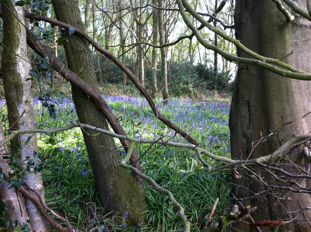 Bluebells in Daddley's Wood, Wall Hill