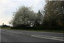 TL6196 : Spring blossom by the A10 by David Howard