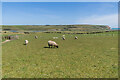 TV5099 : Sheep grazing by Ian Capper