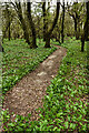 WWII Gloucestershire: RAF Chedworth - WAAF site - path to  Air Raid Shelter (1)