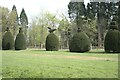 SK9716 : Some of the topiary by Bob Harvey