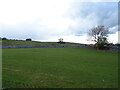 Grazing off the A685 near Kirkby Stephen