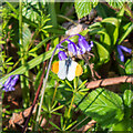 TQ8392 : Orange-Tip (Anthocharis cardamines) on a bluebell, Hockley Woods by Roger Jones