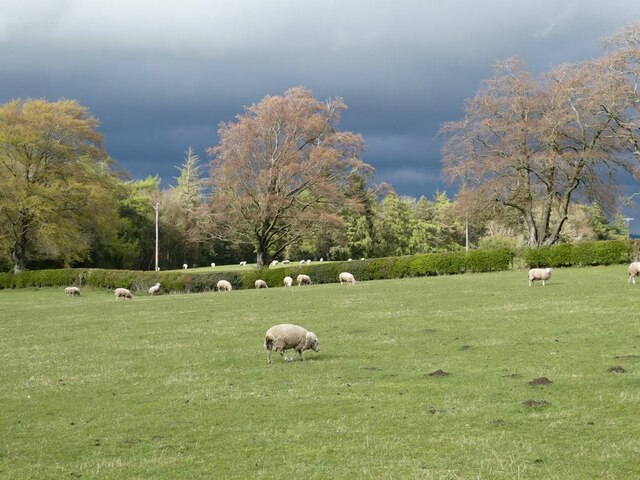 Sheep in field beside Juniper Road