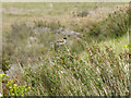 Reed Bunting on seawall perch, Bradwell