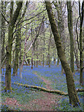 ST1583 : Bluebells in Coed y Wenallt by Gareth James