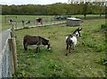 A happy afternoon at Longdown Activity Farm (b)