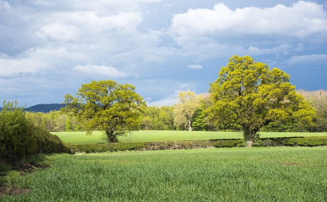 Two trees along field edge