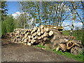 Woodpile by Rhyn Lane