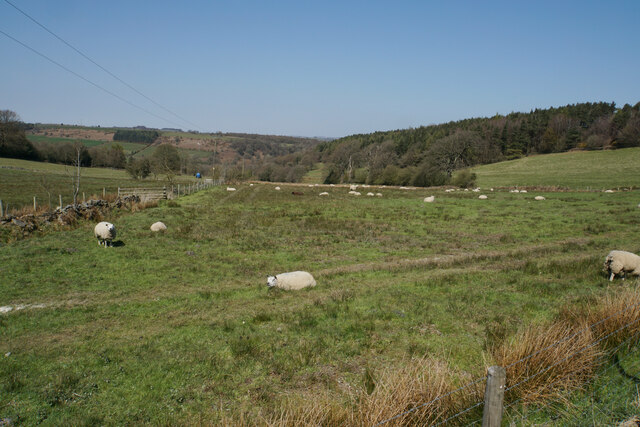 Sheep opposite Stonedge Farm
