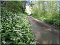 Wild garlic by the roadside