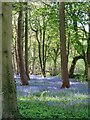 Bluebell Wood