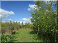 The National Forest Way near Packington