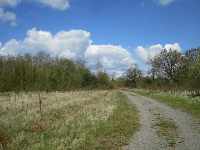 Bridleway through woodland