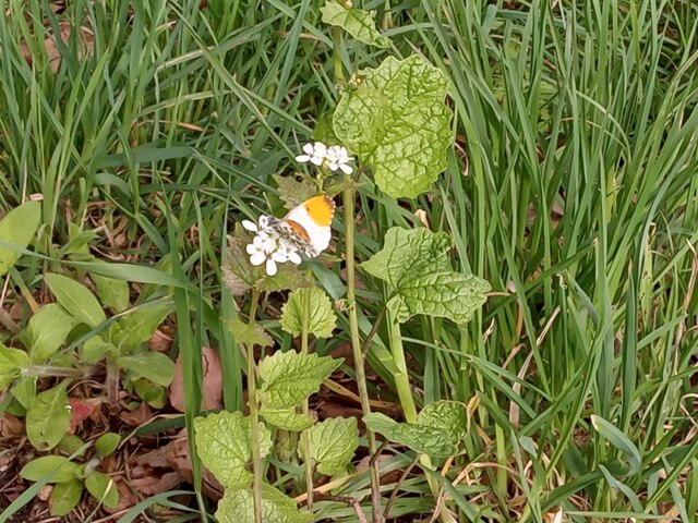 A Yellow-Tipped Orange-Tip Butterfly