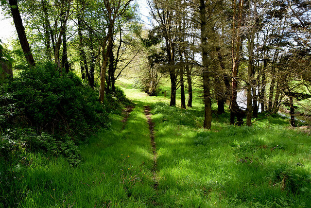 Shady wooded area, Tattyreagh Glebe