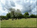 SP3601 : Black sheep grazing near Chimney by Vieve Forward