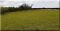 Field with sheep on west side of road near Down By Rigg