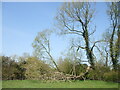 ST7079 : Fallen tree in Westerleigh by Neil Owen