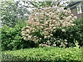 Garden bushes by Lyttelton Road, Hampstead Garden Suburb