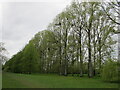 Poplars by Thames path near Marlow Rugby Club