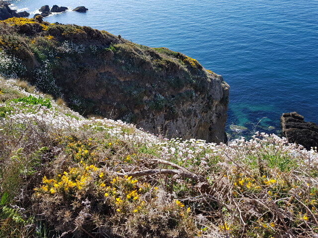 Flowers on the edge of the cliff, St Non's