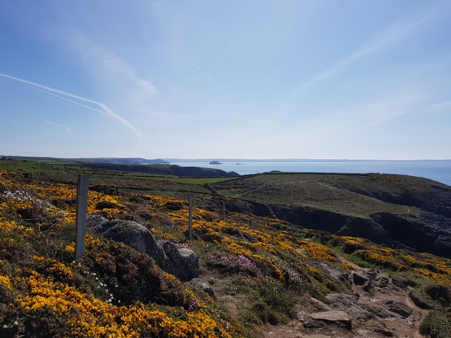 Gorse on the Pembrokeshire Coast Path