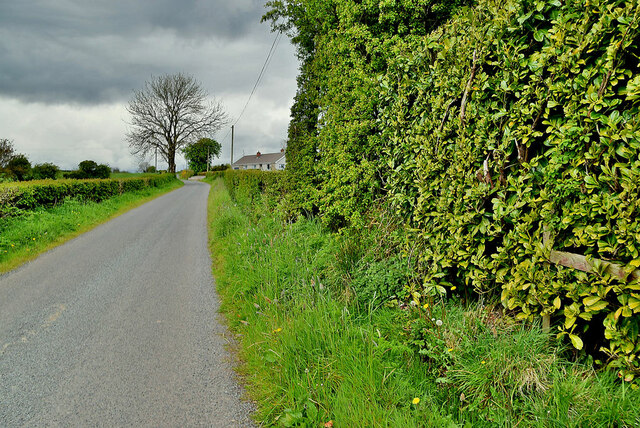 Tall hedge along Corbally Road
